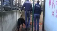 Napoli - Alto Impatto al rione Conocal di Ponticelli. Cani antidroga fiutano stupefacenti