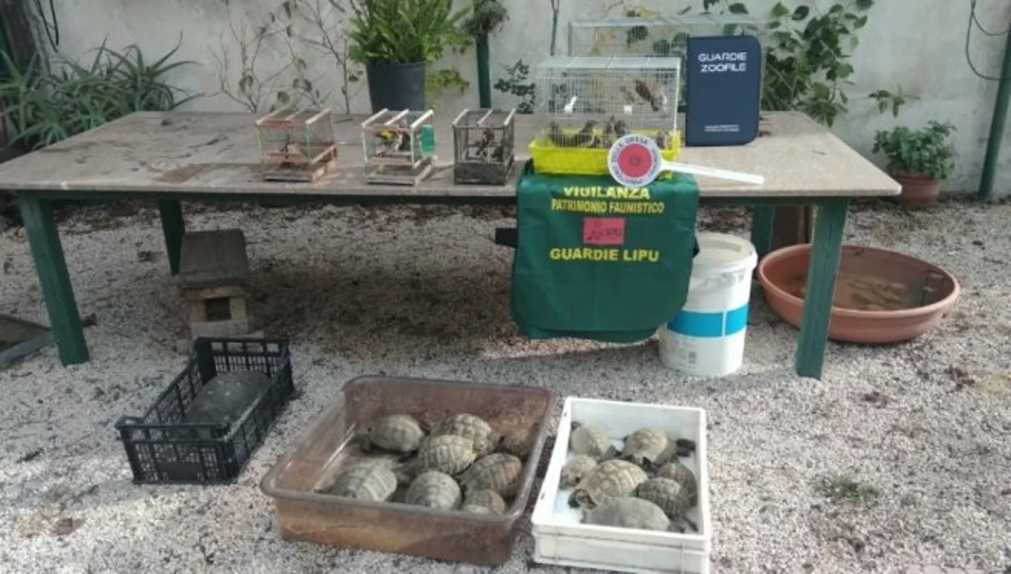 Trecase - Centrale di smistamento di animali protetti scoperta nel Parco del Vesuvio, scatta il blitz