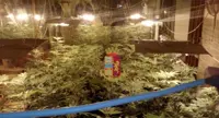 Napoli - Serra di marijuana in un locale di proprietà del Comune, la scoperta della Polizia