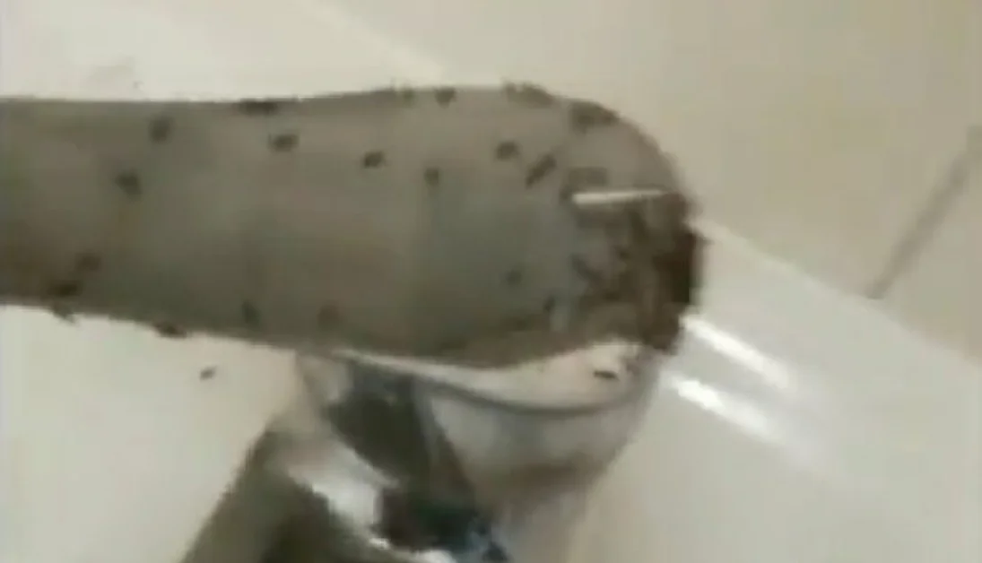 Napoli - Formiche all'ospedale S. Giovanni Bosco, l'ira della ministra Grillo