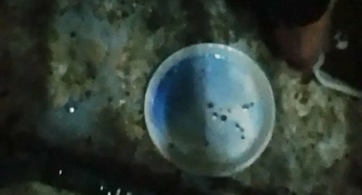 Torre Annunziata - Tentano di sopprimere otto gatti, denuncia contro ignoti