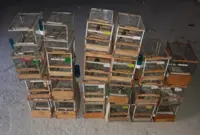 Torre Annunziata - Vendita e maltrattamenti di cardellini, denunciato 68enne