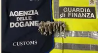 Napoli - Sorpresa in aeroporto con un chilo di corallo nel bagaglio