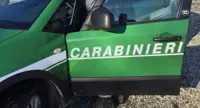 Carabinieri Forestali, il bilancio delle attività nel 2018 nelle cinque province campane
