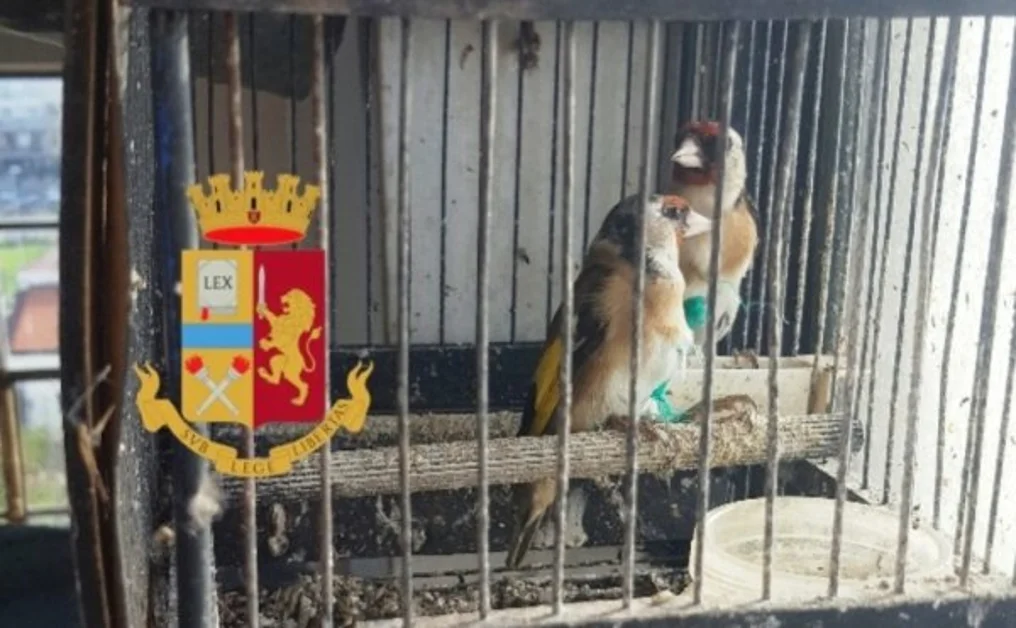 Pompei - Trovati in gabbia uccelli di specie protetta, la Polizia li libera