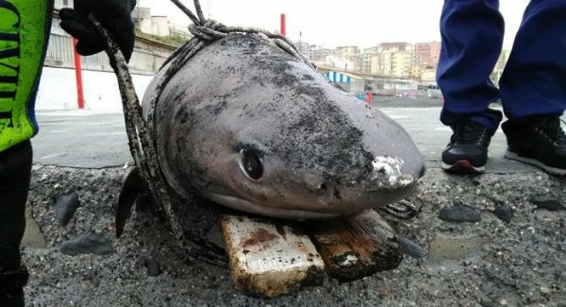 Trovata la carcassa di uno squalo tra i comuni di Torre del Greco ed Ercolano