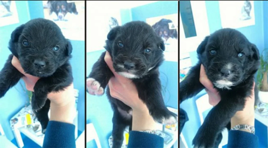 Torre Annunziata - Salvati mamma e tre cuccioli di cane: da cinque giorni senza cibo e acqua