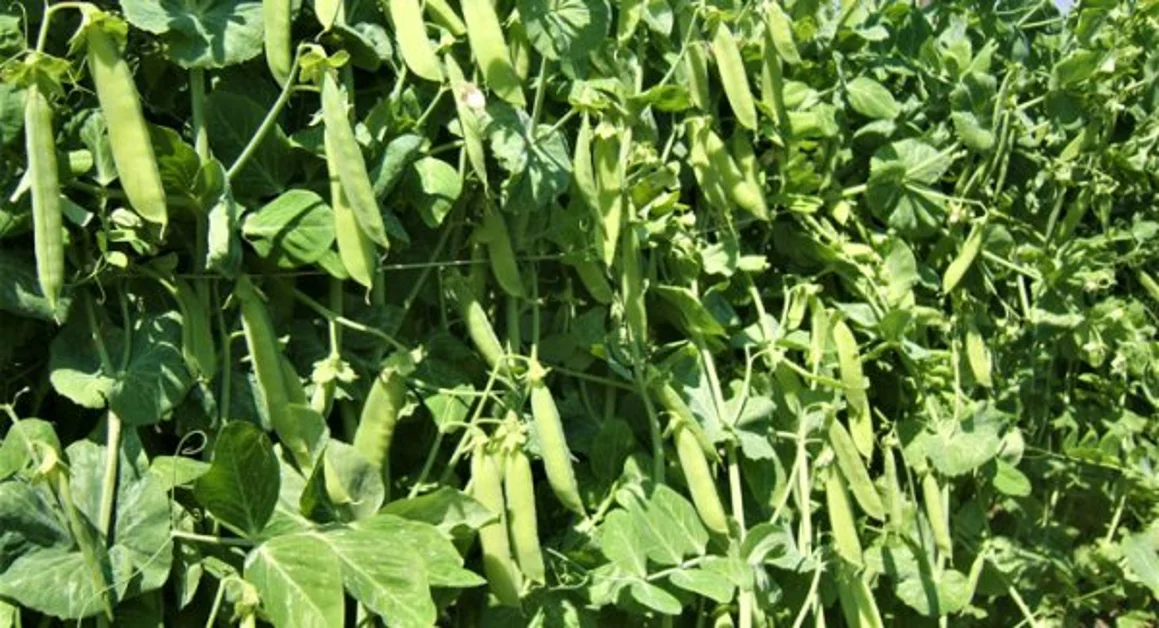 Trecase - Alla scoperta delle biodiversità vesuviane, il progetto che ha coinvolto le scuole