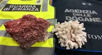 Fermata all'aeroporto di Capodichino una  29enne spagnola con esemplari di corallo protetto