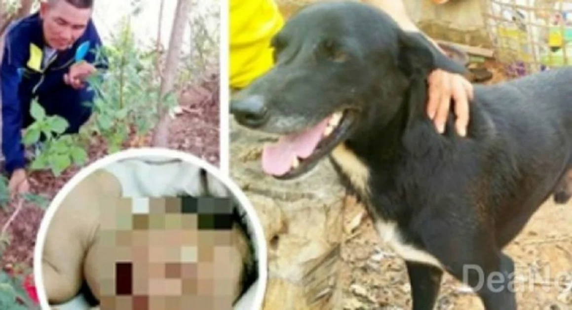 Madre sotterra vivo figlio appena nato, un cane lo ritrova