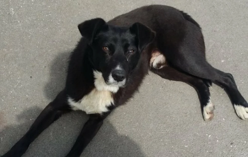 Torre Annunziata - Cane bastonato, gettato a mare, salvato e poi scappato. Aiutateci a ritrovarlo