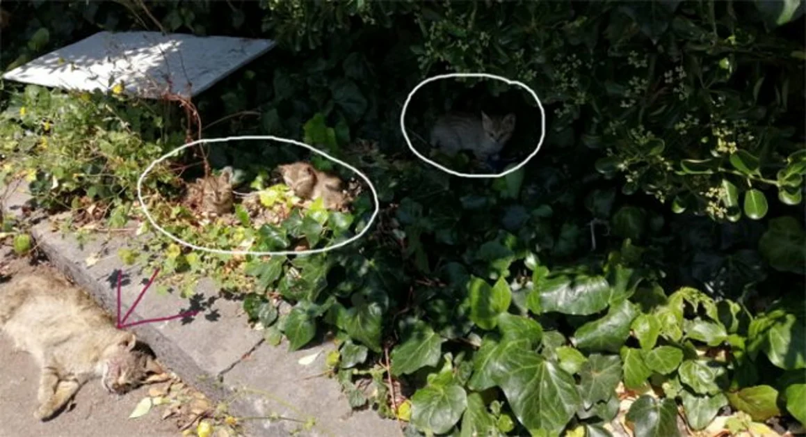 Torre Annunziata - Gatta muore investita da un'auto, tre micini la vegliano per un giorno intero