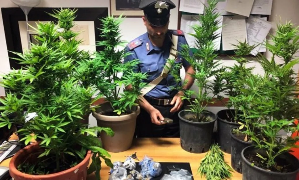 Coltivazione di piante di marijuana, arrestato 23enne di Torre Annunziata