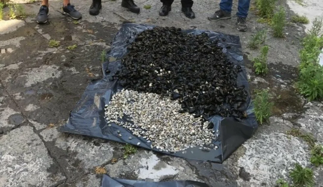 Torre Annunziata - Vendita in strada di prodotti ittici, tre ambulanti abusivi denunciati