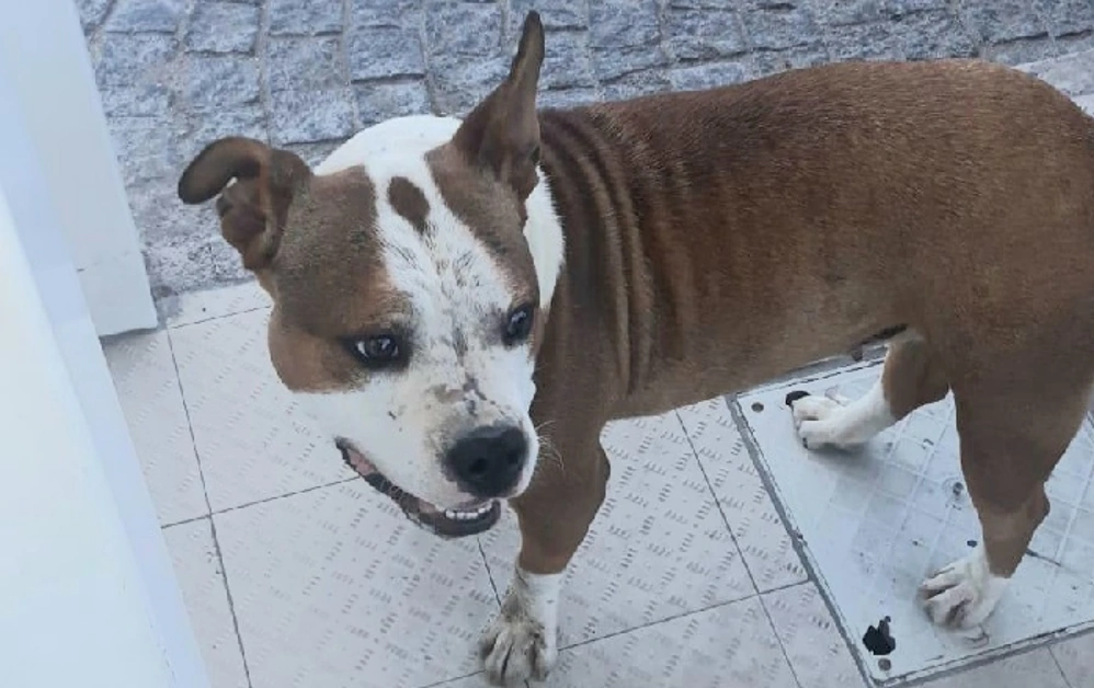 Torre Annunziata -  Quartiere Provolera, cane sbranato da un pitbull a caccia di prede