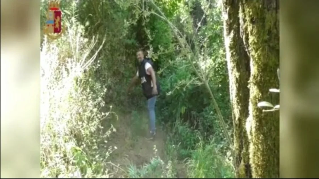 Coltivazione di canapa indiana sui Monti Lattari, sequestro della Polizia