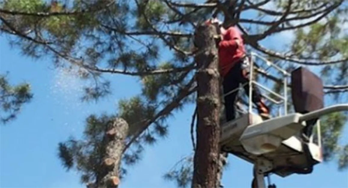 Pompei - Albero caduto in via Ripuaria, si riapre il dibattito sulla sicurezza