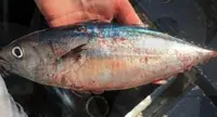 Avviso dell'UCM di Torre Annunziata: stop alla pesca ricreativa e sportiva del tonno rosso
