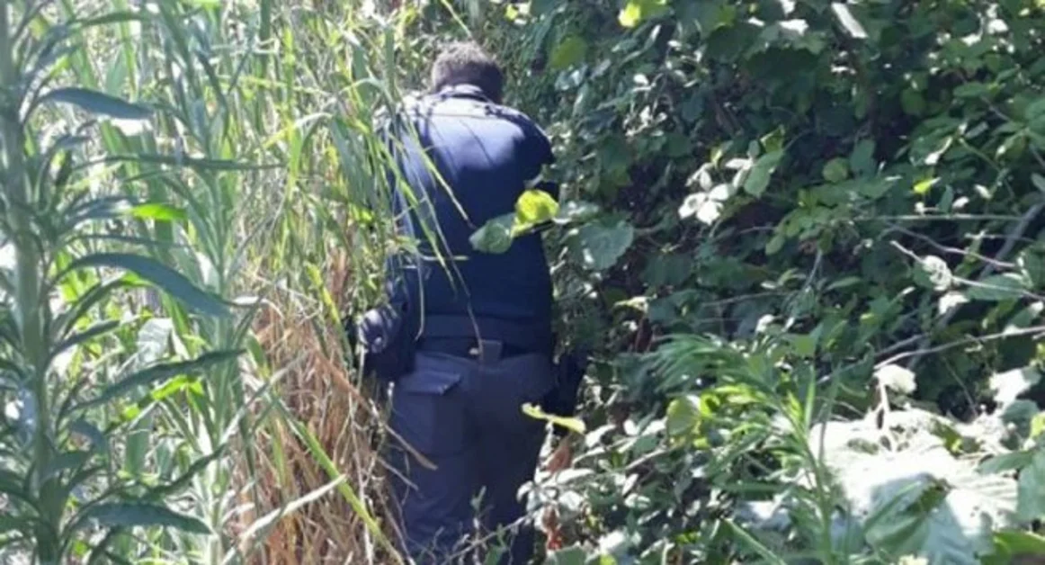 San Giuseppe Vesuviano - Scoperta e sequestrata piantagione di marijuana