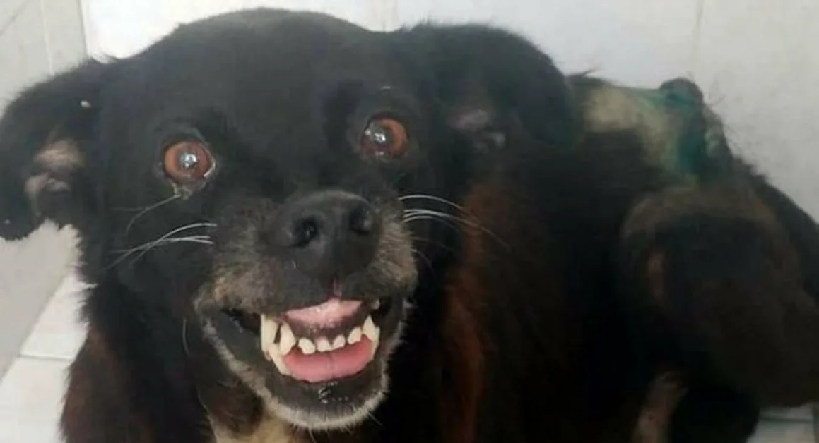 Torre Annunziata - Il cane randagio di via Castriota con un grosso tumore: operato, sta bene