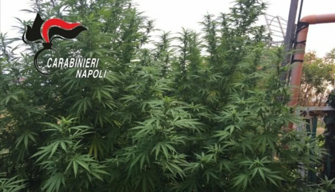 Torre del Greco - Piante di marijuana sul terrazzo, incensurato arrestato