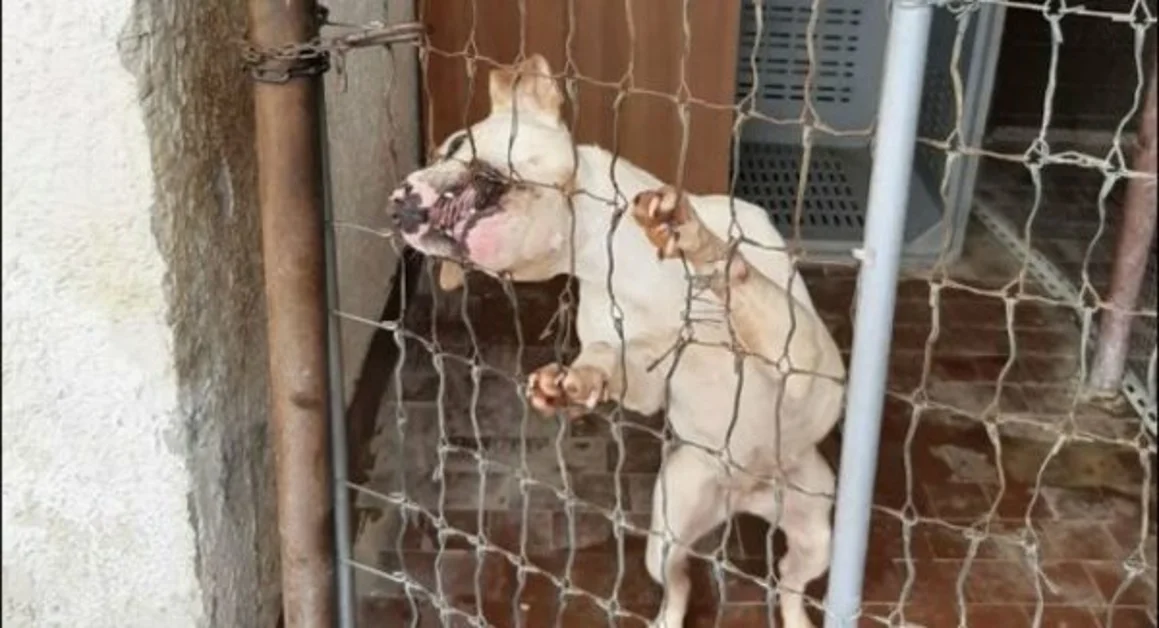 Giugliano - Cani detenuti in pessime condizioni, denunciata 48enne