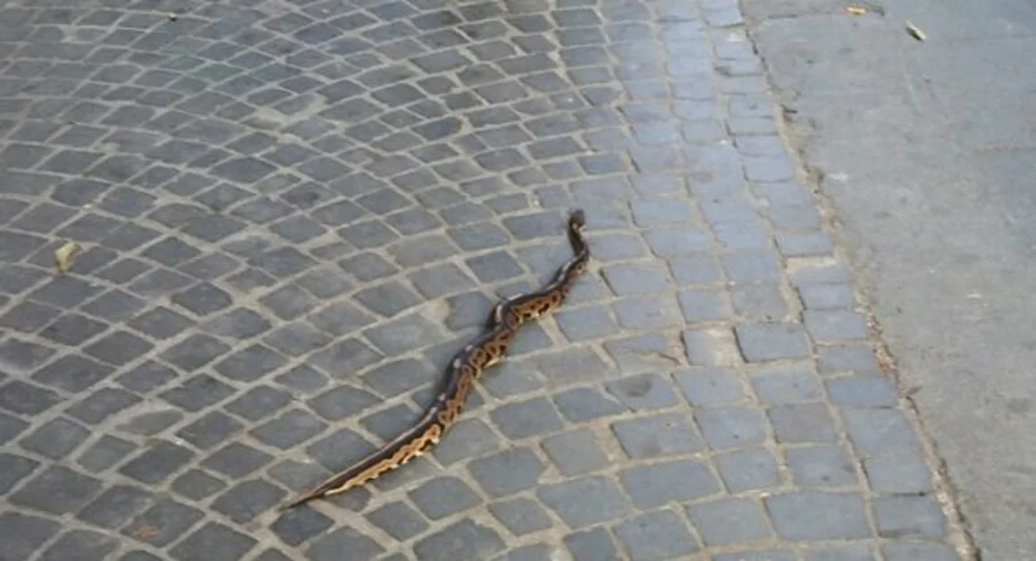 Mugnano - Trovato pitone su albero vicino bar
