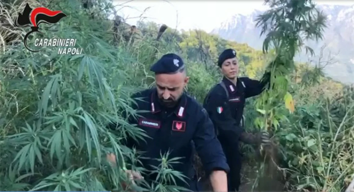 Monti Lattari, operazione "Tabula Rasa" contro le coltivazioni illecite di piantagioni di canapa indiana