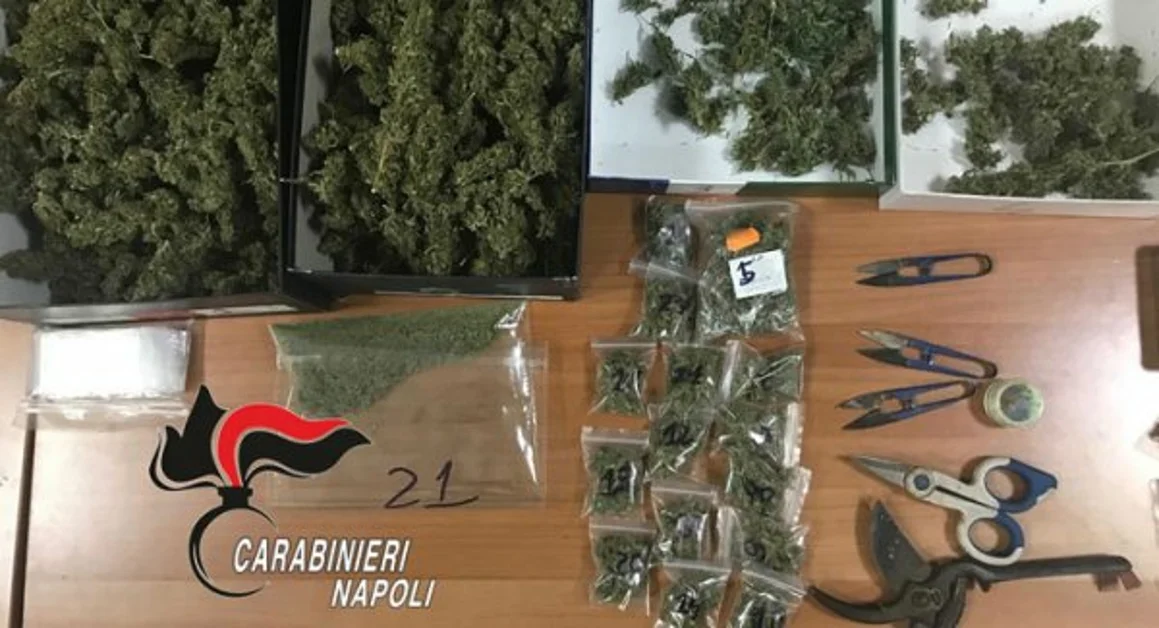 Striano - Otto chili di marijuana in casa e una pianta di cannabis in giardino, due arresti