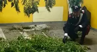  Scafati - Sequestrate piante di marijuana nascoste nello scafo di un gozzo, un arresto