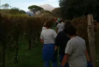 Pompei - La vendemmia nel Parco Archeologico, il vino Villa dei Misteri