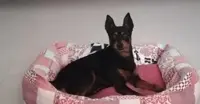 Torre Annunziata - Cane di razza pinscher trovato in via Panoramica a Boscoreale cerca padroncino