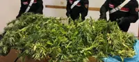 Torre del Greco - Carabinieri arrestano 27enne: era su uno scooter con due sacchi pieni di marijuana
