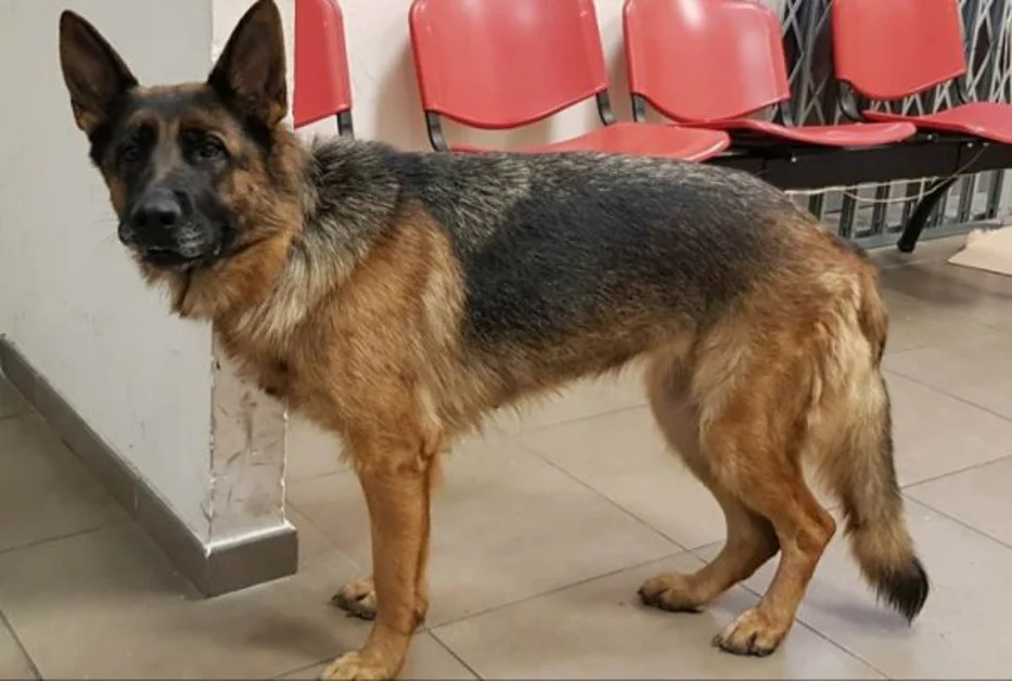 Pastore tedesco femmina salvata dagli agenti di polizia ferroviaria