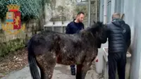 Cavallo vagante senza guida, denunciato 27enne per omessa custodia