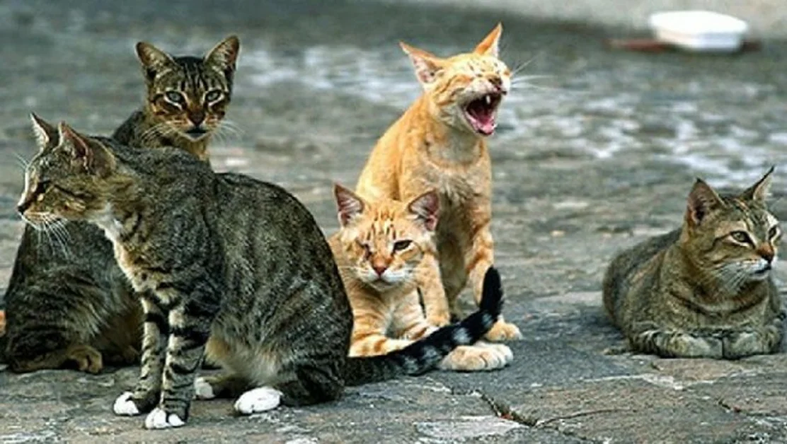 Torre Annunziata - Anziano a caccia di gatti, la denuncia degli animalisti