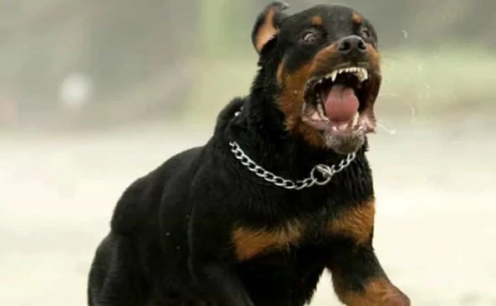 Assalito da due cani rotweiler, 49enne muore dilaniato