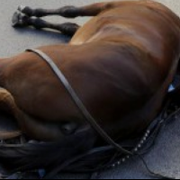 Si scontrano auto e carrozza, cavallo muore per spavento