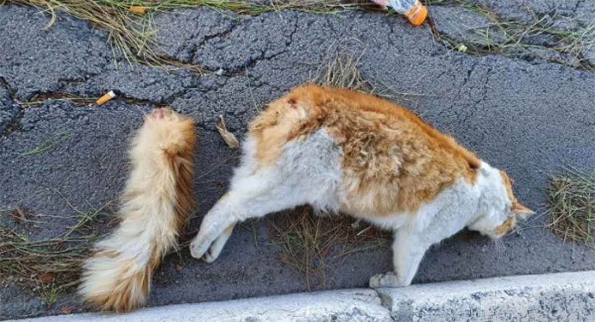 Gatto torturato e ucciso con i petardi. C'è chi ha festeggiato così l'ultimo dell'anno