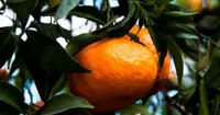 Festa del mandarino dei Campi Flegrei a Monte di Procida