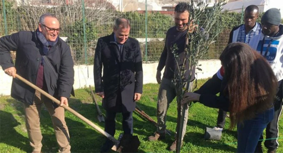Torre Annunziata - Piante di ulivo nel parco di Villa del Parnaso