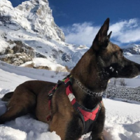 Avventura di un cane soccorritore: sopravvive sedici giorni sul ghiacciaio del Cervino