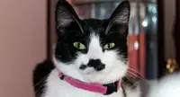 La bella storia di Micia, la gatta con la macchietta nera sul muso
