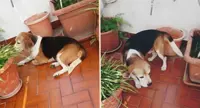 Beagle cerca casa. Lo aiutiamo a trovarne una?