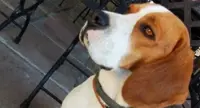 Appello per un beagle smarrito in via Pagliarone a Torre del Greco