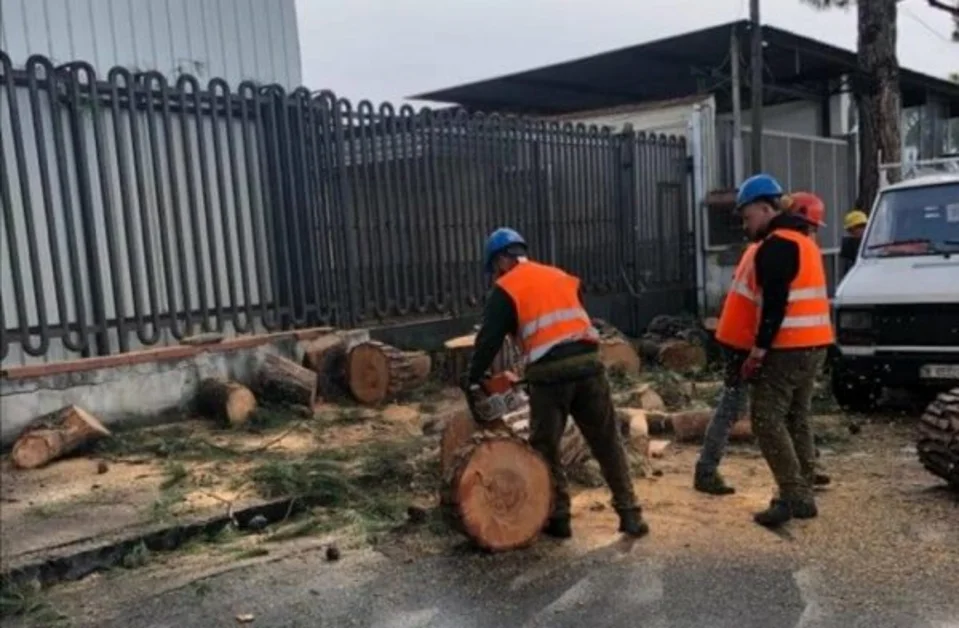 Ercolano - Alberi abbattuti in via Benedetto Cozzolino, il sindaco: "Gesto di un folle" 