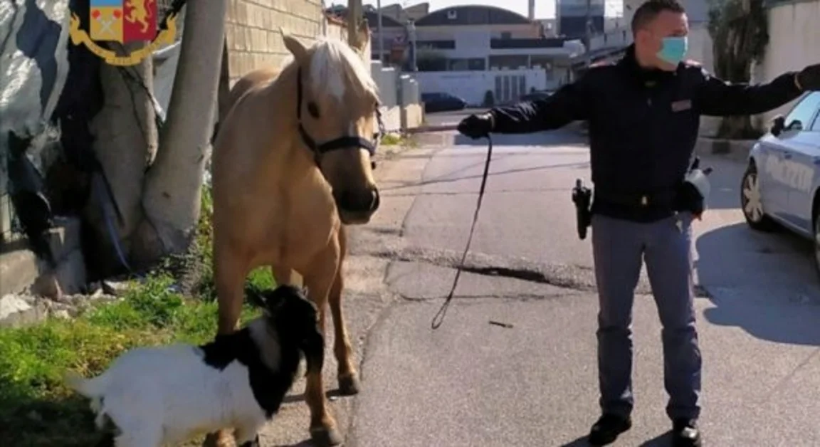 Giugliano (NA) - A spasso con cavallo e capra, denunciato 49enne