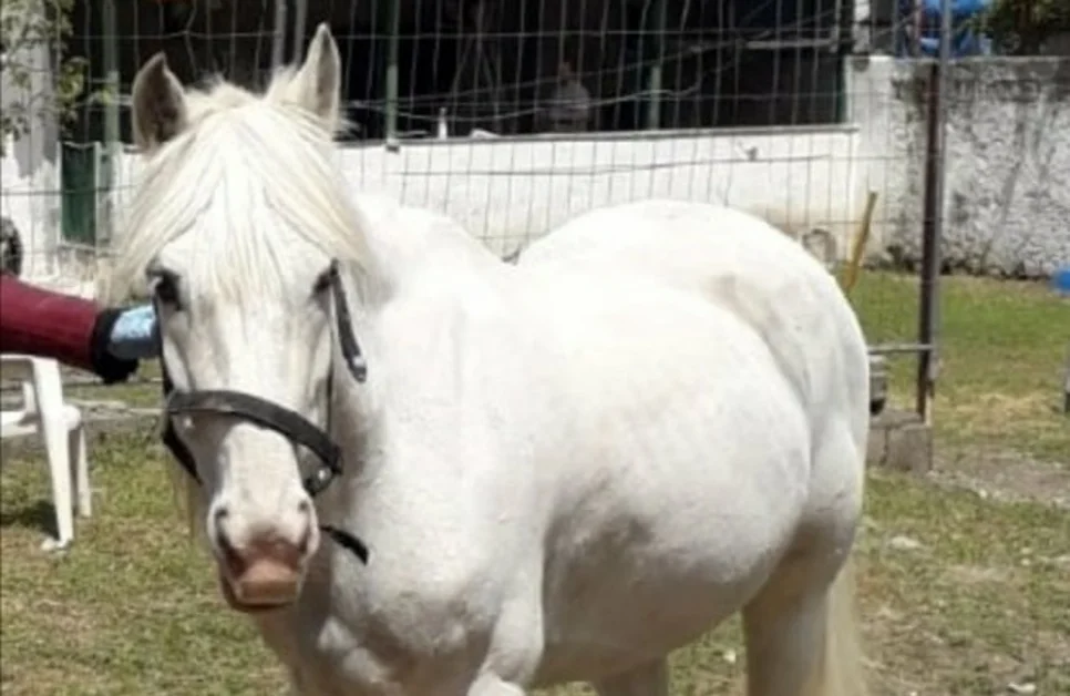 Castellammare - Cavallo incustodito vagava per la villa comunale, sanzionato 18enne