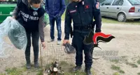 Operazione antibracconaggio dei carabinieri forestali:  sequestrati trappole e richiami acustici