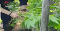 Scoperta piantagione di cannabis sui Monti Lattari